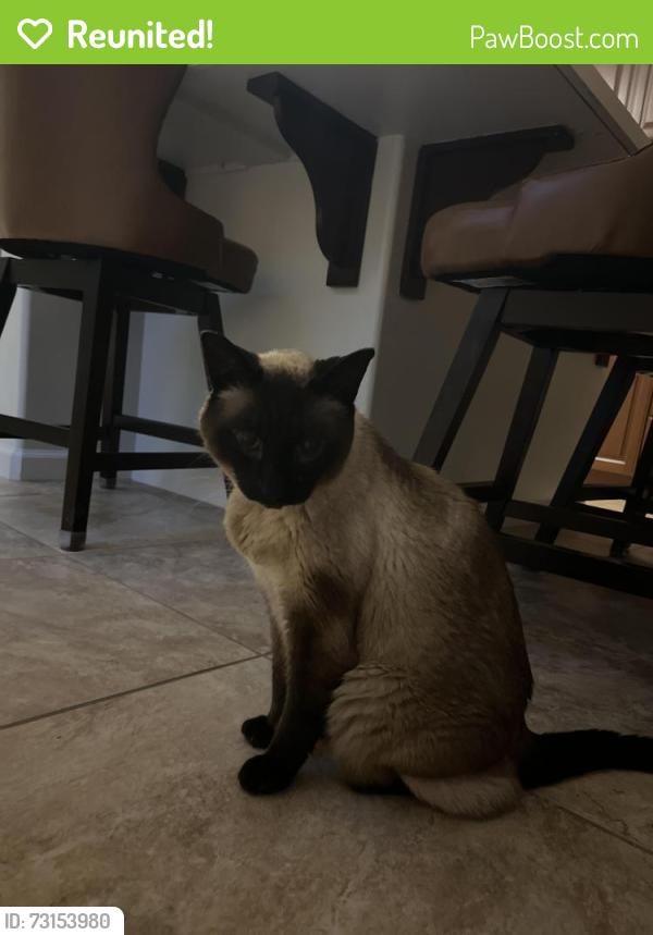 Reunited Female Cat last seen Camino Santa Fe & Calle Cristobal, San Diego, CA 92126