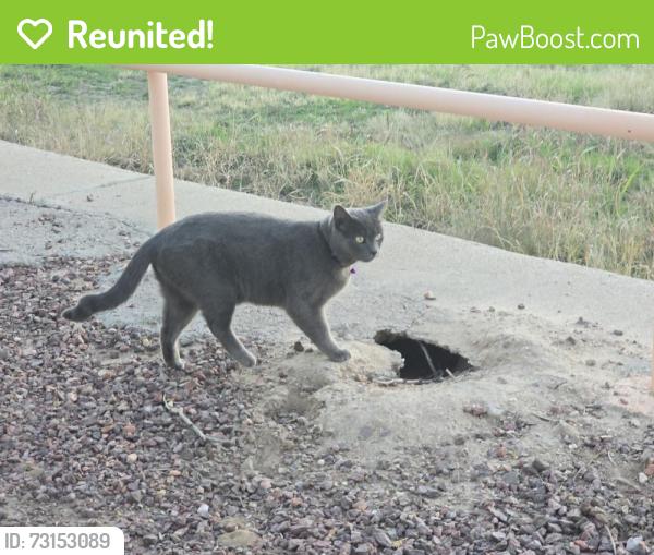 Reunited Male Cat last seen Crossings at Riverbend, Tucson, AZ 85741
