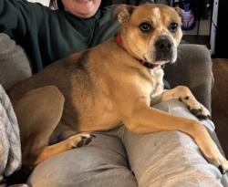 Reunited Male Dog last seen Crysler and W 36th Ter, Independence, MO 64055