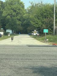 Found/Stray Unknown Dog last seen Raleigh St, Angier, Angier, NC 27501