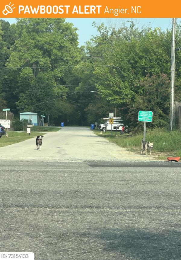 Found/Stray Unknown Dog last seen Raleigh St, Angier, Angier, NC 27501