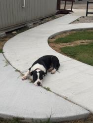 Found/Stray Male Dog last seen University pks, Waco, TX 76706