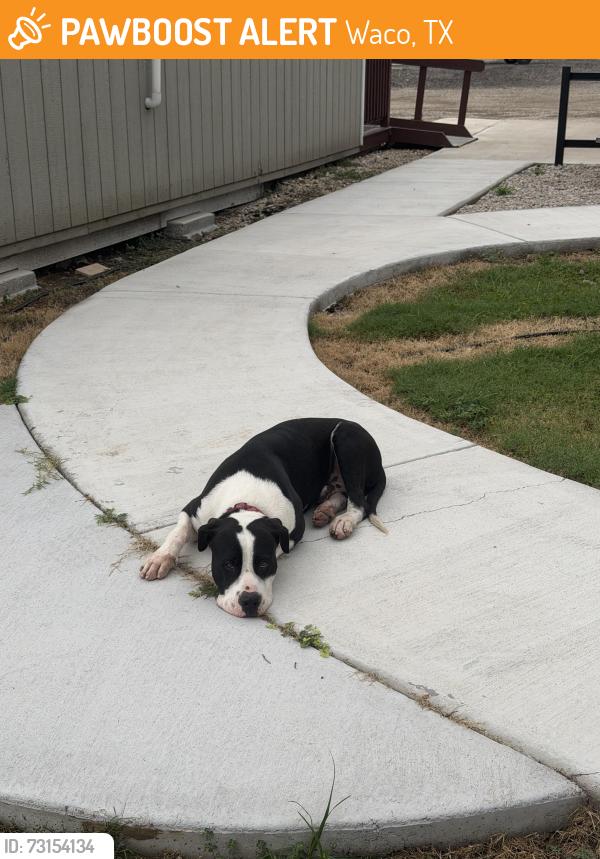 Found/Stray Male Dog last seen University pks, Waco, TX 76706