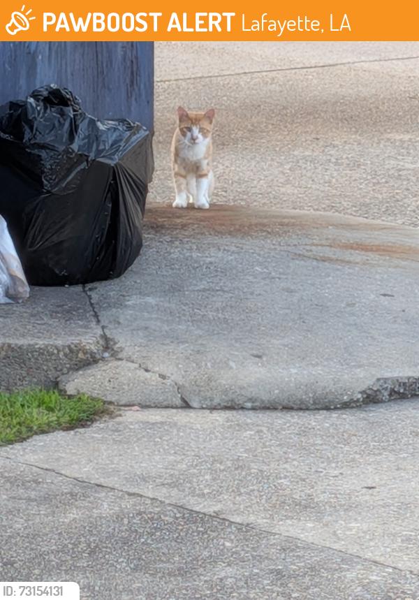Found/Stray Unknown Cat last seen Silver Creek apmts, Lafayette, LA 70506