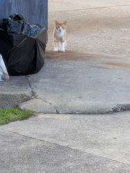 Found/Stray Unknown Cat last seen Silver Creek apmts, Lafayette, LA 70506