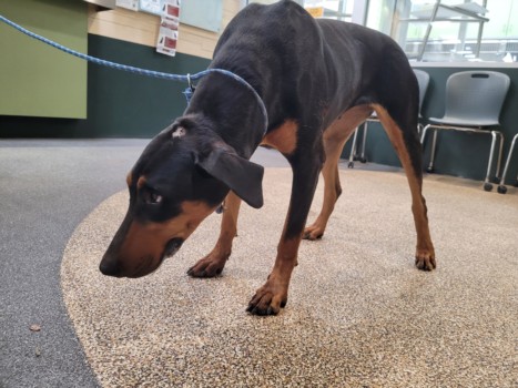 Shelter Stray Female Dog last seen , 3201 Lacy St, Los Angeles, CA 90031, USA