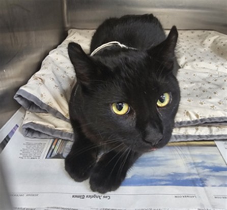 Shelter Stray Male Cat last seen , 3201 Lacy St, Los Angeles, CA 90031, USA