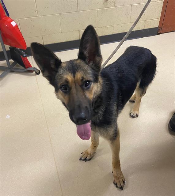 Shelter Stray Male Dog last seen , 3839 W Burnham St, West Milwaukee, WI 53215, USA