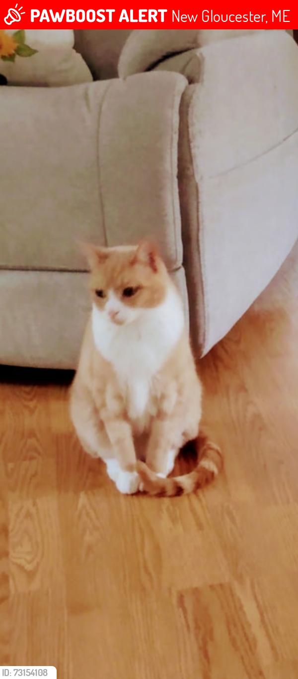 Lost Male Cat last seen Corner of Short Bennett rd and rt 100, New Gloucester, ME 04260