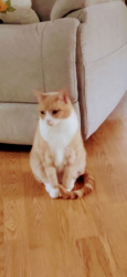 Lost Male Cat last seen Corner of Short Bennett rd and rt 100, New Gloucester, ME 04260