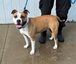 Shelter Stray Female Dog last seen Near BLOCK S 4TH STREET, 3528 Newburg Rd, Louisville, KY 40218, USA