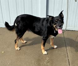 Shelter Stray Female Dog last seen Near BLOCK MACKIE LANE, 3528 Newburg Rd, Louisville, KY 40218, USA