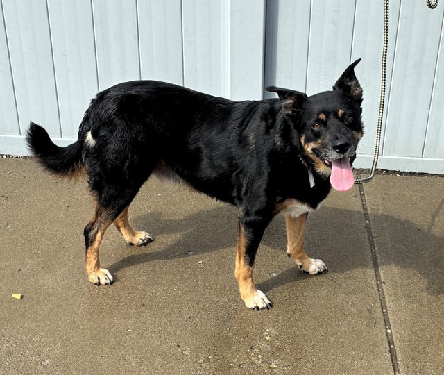 Shelter Stray Female Dog last seen Near BLOCK MACKIE LANE, 3528 Newburg Rd, Louisville, KY 40218, USA