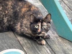 Reunited Unknown Cat last seen Best Lane and Coastal Highway, Lewes, DE 19958