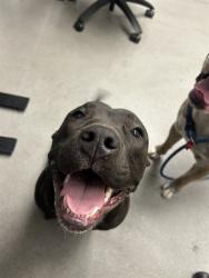 Shelter Stray Male Dog last seen OAKDALE X BALDWIN, 1419 Bryant St, San Francisco, CA 94103, USA