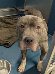 Shelter Stray Male Dog last seen Near BLOCK ANGLIN ST, DETROIT MI 48234, 7401 Chrysler Dr, Detroit, MI 48211, USA