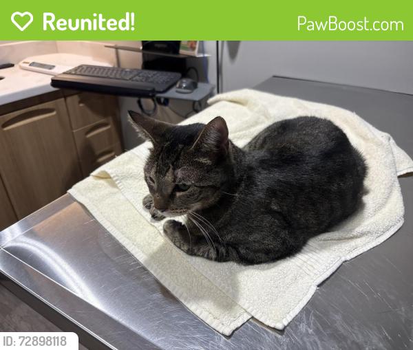 Reunited Female Cat last seen Route 71, Brielle, NJ 08730