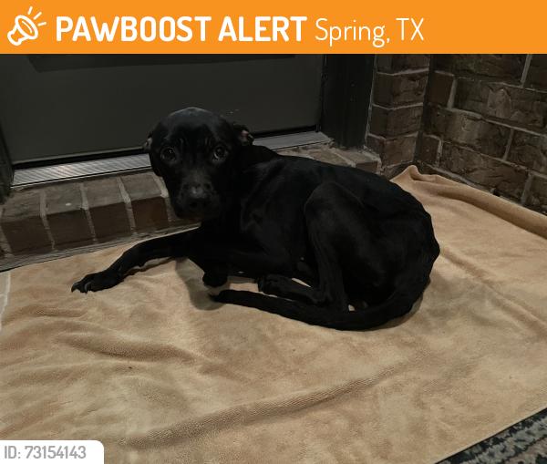 Found/Stray Female Dog last seen Holzwarth, Spring, TX 77379