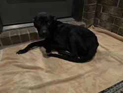 Found/Stray Female Dog last seen Holzwarth, Spring, TX 77379