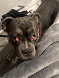 Reunited Female Dog last seen Council Rd, Bethany, OK 73008