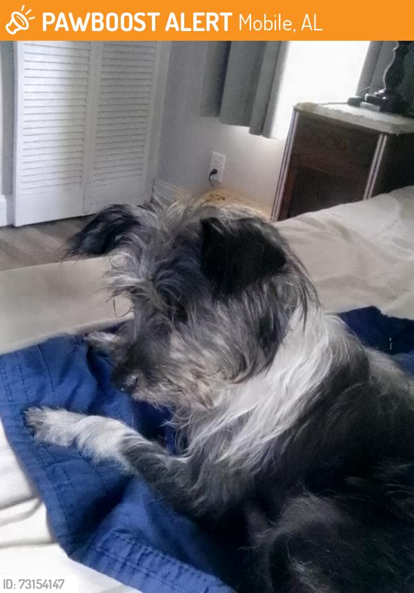 Found/Stray Female Dog last seen Magnolia Ln/Dauphin Island pkwy, Mobile, AL 36605