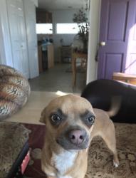 Reunited Female Dog last seen 35th and Carr, Garden City, ID 83714