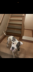 Lost Male Dog last seen Livingston rd Accokeek md, Accokeek, MD 20607