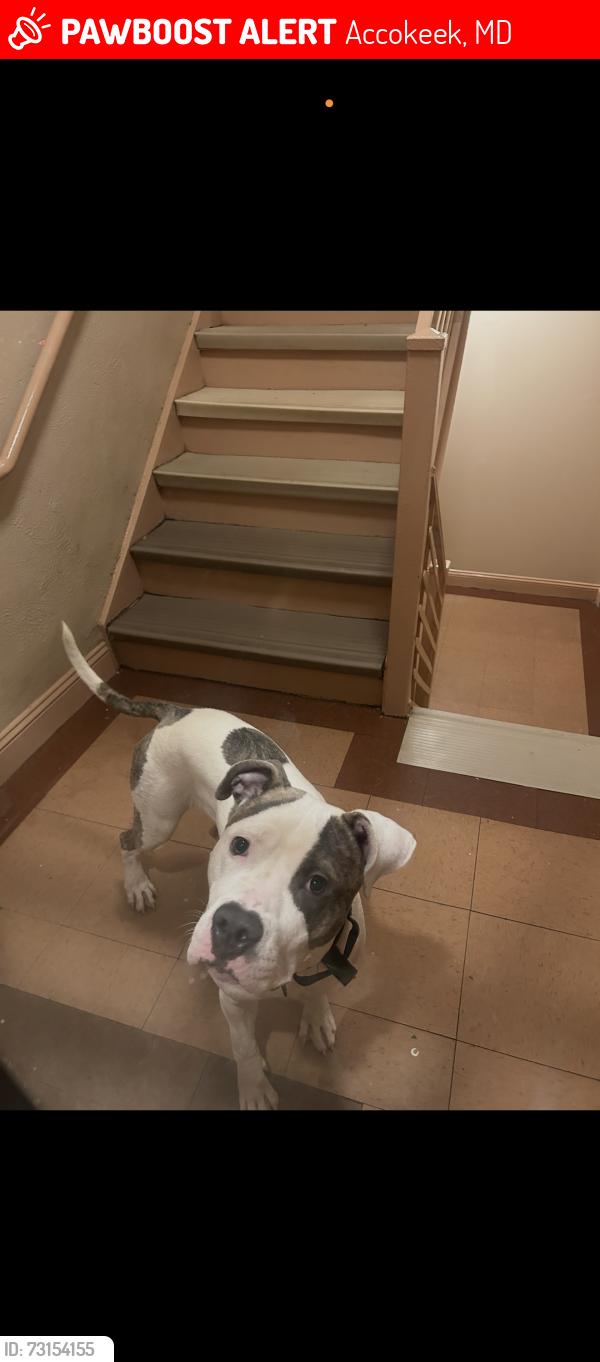 Lost Male Dog last seen Livingston rd Accokeek md, Accokeek, MD 20607