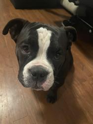 Reunited Female Dog last seen Council Road, Bethany, OK 73008