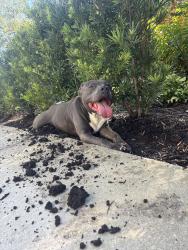 Found/Stray Unknown Dog last seen Near Collins rd, Jacksonville, FL 32244
