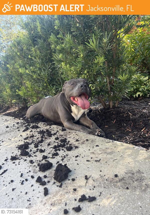Found/Stray Unknown Dog last seen Near Collins rd, Jacksonville, FL 32244