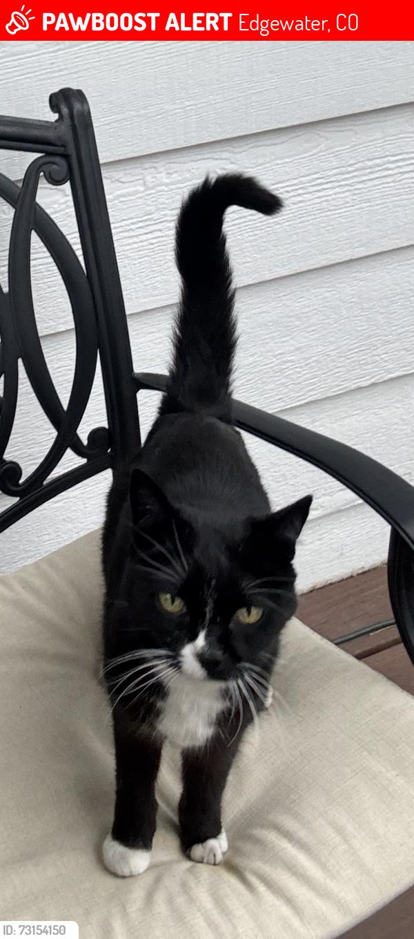 Lost Unknown Cat last seen 24th and Jay Street, Edgewater, CO 80214