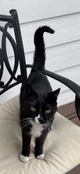 Lost Unknown Cat last seen 24th and Jay Street, Edgewater, CO 80214