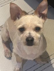 Lost Male Dog last seen Military Dr, San Antonio, TX 78242