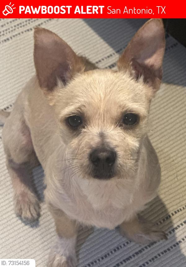 Lost Male Dog last seen Military Dr, San Antonio, TX 78242