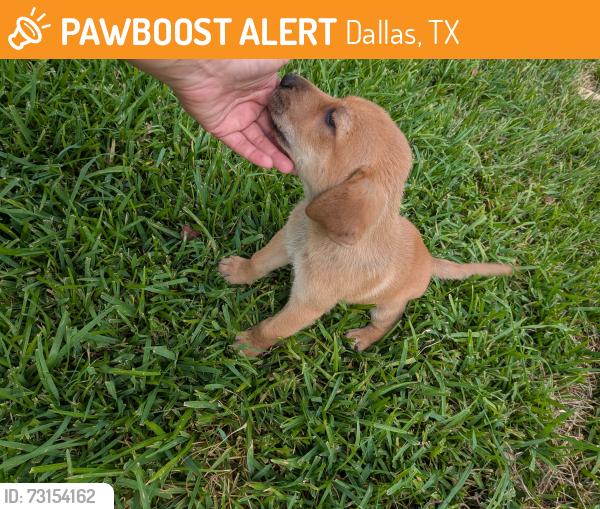 Found/Stray Female Dog last seen Cradlerock dr. & Amity, Dallas, TX 75217
