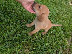 Found/Stray Female Dog last seen Cradlerock dr. & Amity, Dallas, TX 75217