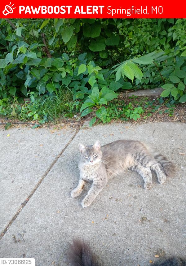 Lost Unknown Cat last seen Campbell and madison, Springfield, MO 65806