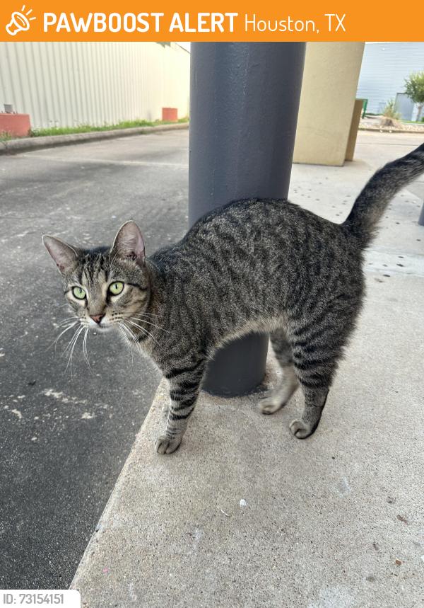 Found/Stray Male Cat last seen Plazamericas area, Houston, TX 77036