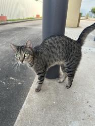 Found/Stray Male Cat last seen Plazamericas area, Houston, TX 77036