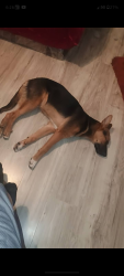 Lost Male Dog last seen Near Aztec alley, San Antonio, TX 78207