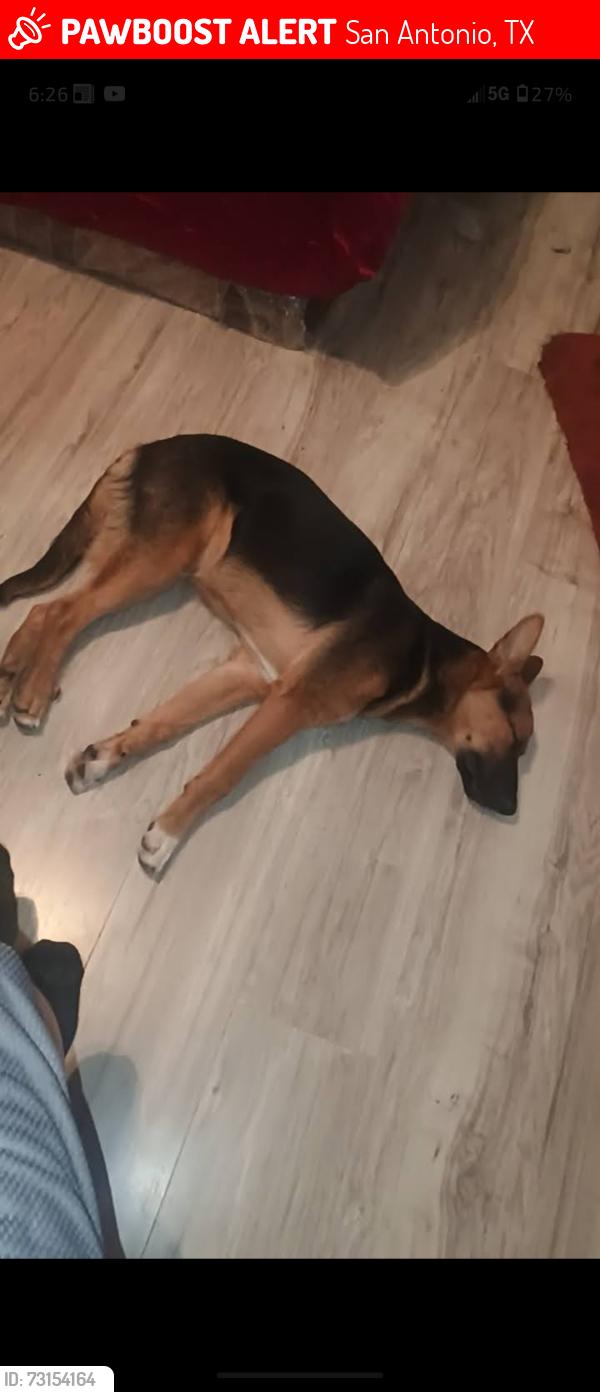 Lost Male Dog last seen Near Aztec alley, San Antonio, TX 78207