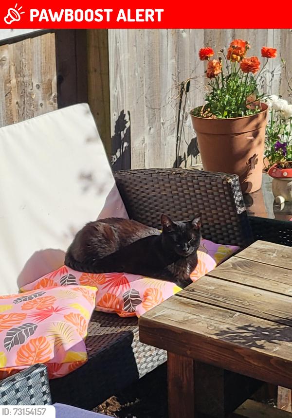 Lost Female Cat last seen St Thomas way, Great lane., Frisby on the Wreake, England LE14 2PH