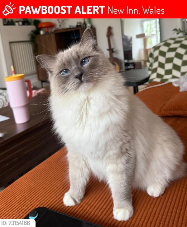 Lost Female Cat last seen monmouth close, New Inn, Wales 