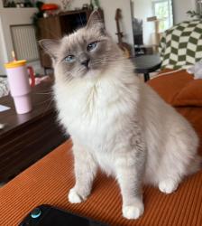 Lost Female Cat last seen monmouth close, New Inn, Wales 