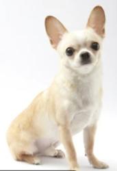 Found/Stray Unknown Dog last seen Red Barn Dr and Town N ' Country, Memphis, TN 38016