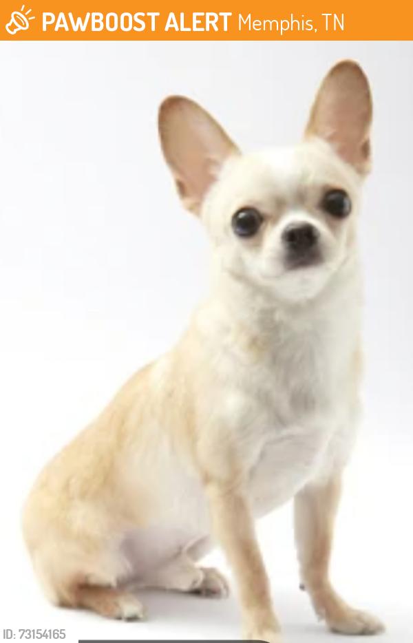 Found/Stray Unknown Dog last seen Red Barn Dr and Town N ' Country, Memphis, TN 38016
