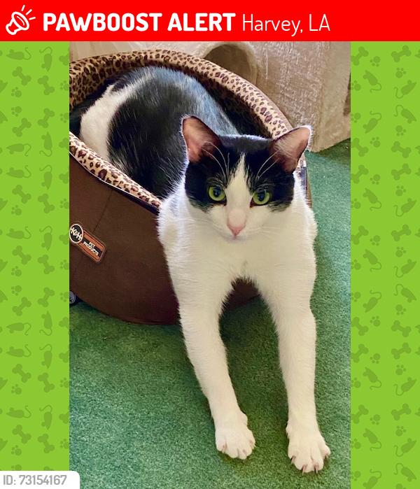 Lost Male Cat last seen BARKLEY ests, Harvey, LA 70058