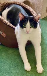 Lost Male Cat last seen BARKLEY ests, Harvey, LA 70058