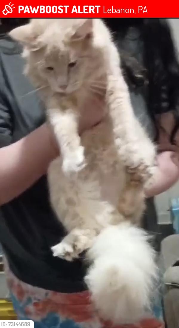 Lost Male Cat last seen Cloister street Lebanon pa, Lebanon, PA 17042